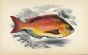 THE BECKER SEA BREAM fish print
