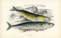 THE SPANISH MACKEREL fish print