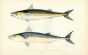 THE DOTTED & SCRIBBLED MACKEREL fish print