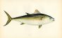 THE TUNNY fish print