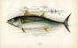 THE GERMON fish print