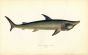 THE BROAD-HEADED GAZER SHARK fish print