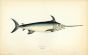 THE SWORDFISH print