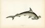 THE HAMMERHEAD SHARK fish print