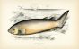THE SPINOUS SHARK fish print