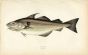 THE HADDOCK fish print