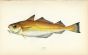 THE POWER fish print