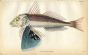 JARDINE/LIZARS - THE  NEW ZEALAND GURNARD fish print 1843