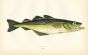 THE POLLACK fish print
