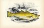 THE WHITING fish print