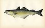 THE COALFISH print