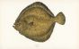 THE TURBOT fish print