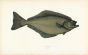 THE HALIBUT fish print