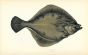 THE FLOUNDER fish print