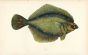 THE PLAICE fish print