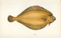 THE POLE FLOUNDER fish print