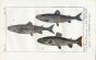 SEATROUT, SILVER SALMON, ARCTIC CHAR print