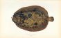 MULLER'S TOPKNOT fish print