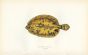 THE EKSTROM'S TOPKNOT fish print