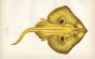 THE CUCKOO RAY fish print