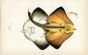 THE BORDERED RAY fish print