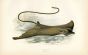 THE EAGLE RAY fish print
