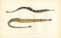 THE GREATER PIPEFISH & BROAD-NOSED PIPEFISH print
