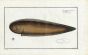 THE ROCK SOLE Bloch fish print (Pleuronectes Bilineatus)