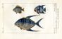 BLUE BANDOLIER & STRIPED ANGELFISH print