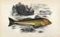 THE GURNARD fish print