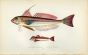 THE LANTHORN & LITTLE GURNARD fish print