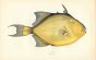 THE FILEFISH print