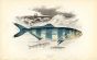 THE PILOT FISH print