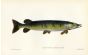 THE PIKE print ( Esox Lucius)
