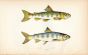 THE SALMON PARR fish print