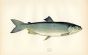  THE SEWEN SEA TROUT fish print