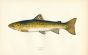 THE SEA TROUT fish print