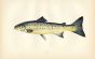 THE PEAL - YOUNG SEA TROUT fish print