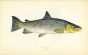 THE LAKE TROUT fish print