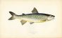 THE LOCHLEVEN TROUT  fish print