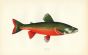 THE TORGOCH RED BELLY CHAR fish print