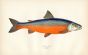 COLE'S CHAR fish print