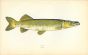 THE PIKE fish print