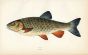 THE CHUB fish print