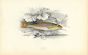 THE GUDGEON fish print
