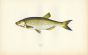 THE BLEAK fish print