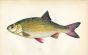 THE RUDD fish print