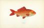 THE GOLDFISH print