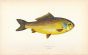 THE PRUSSIAN CARP fish print