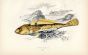 THE DUSKY SCULPIN fish print